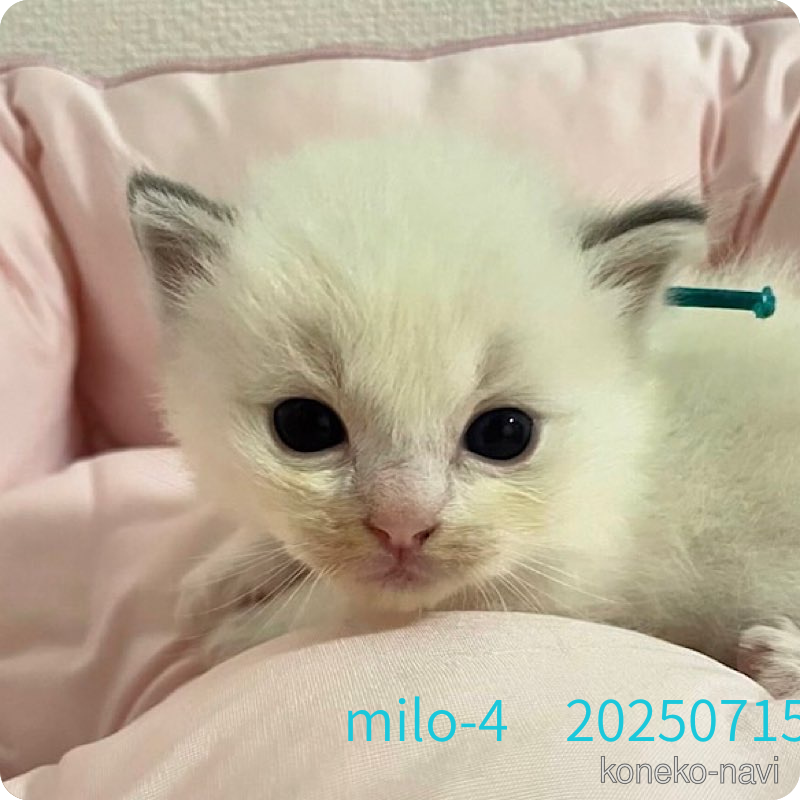 販売中の千葉県のラグドール-122579の2枚目